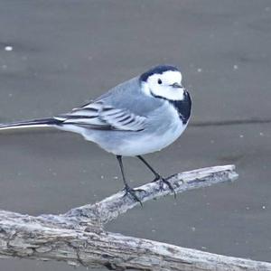 White Wagtail