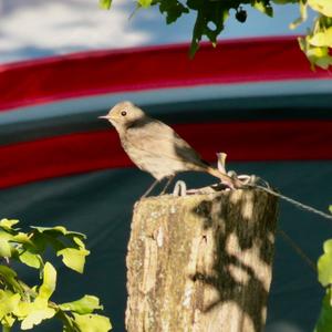 Black Redstart