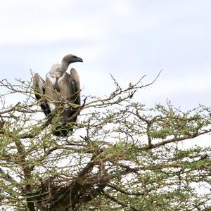 White-backed Vulture