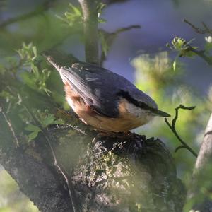 Wood Nuthatch