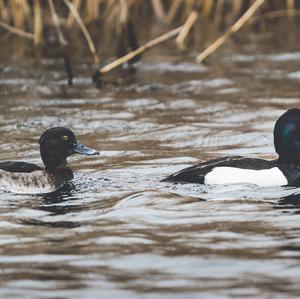 Tufted Duck