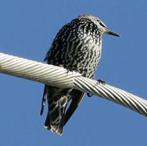 Common Starling