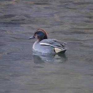 Common Teal