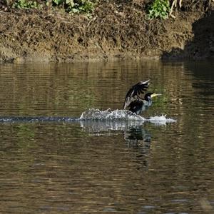 Great Cormorant