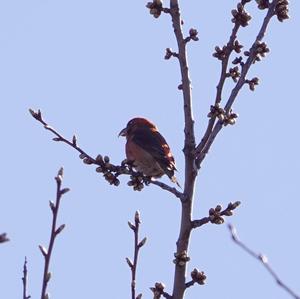 Red Crossbill