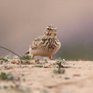 Crested Lark