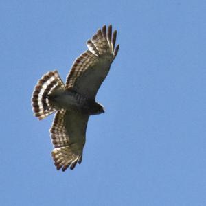 Broad-winged Hawk