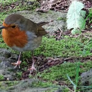 European Robin