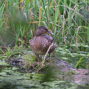 Mallard