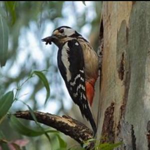 Great Spotted Woodpecker