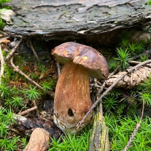 King Bolete