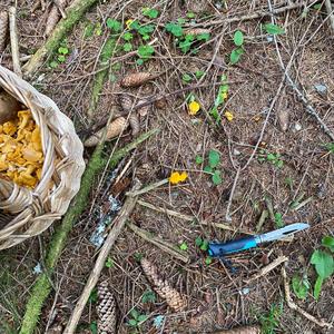 Chanterelle, Common