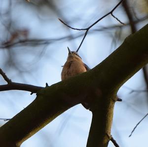 Wood Nuthatch