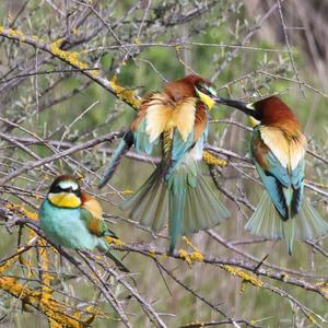 European Bee-eater