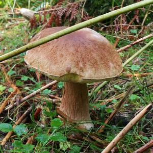 King Bolete