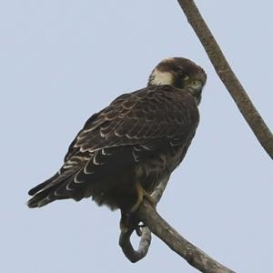 Eurasian Hobby