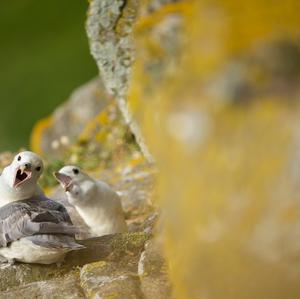 Northern Fulmar