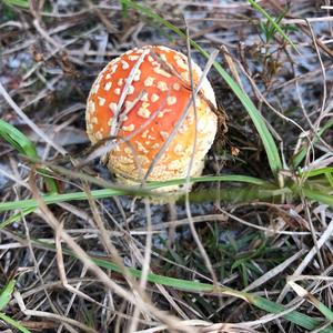 Fly Agaric