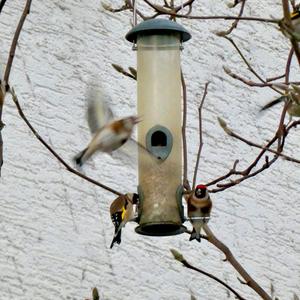 European Goldfinch