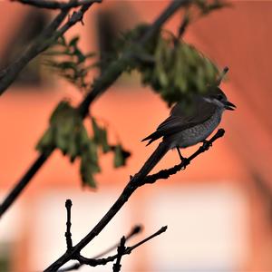 Red-backed Shrike