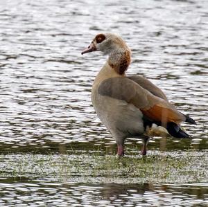 Egyptian Goose