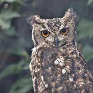 Long-eared Owl