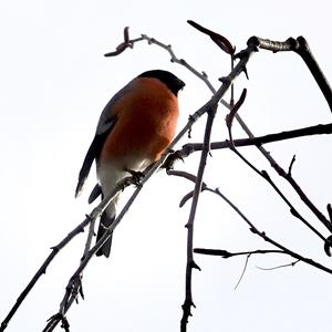 Eurasian Bullfinch