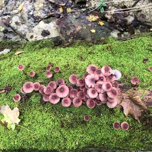 Bleeding Mycena