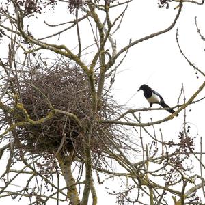 Black-billed Magpie