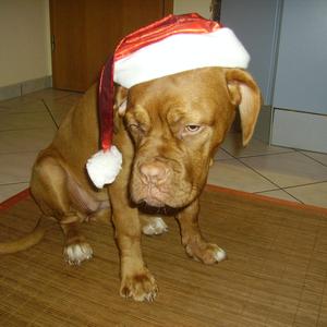 Dogue de Bordeaux