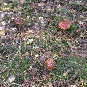 Bay Bolete