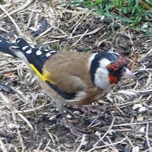 European Goldfinch