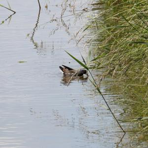 Common Moorhen