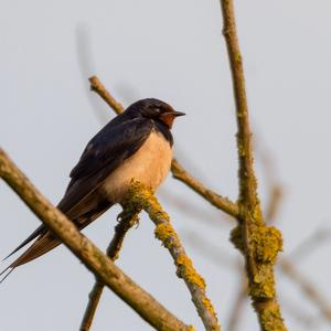 Barn Swallow