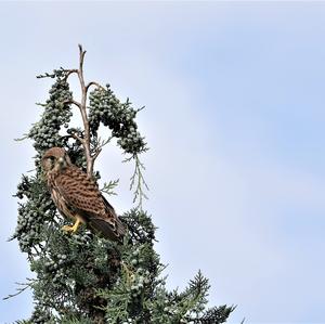 Common Kestrel