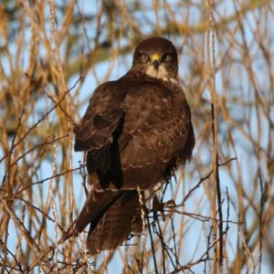 Mäusebussard