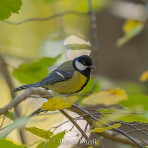 Great Tit