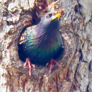 Common Starling