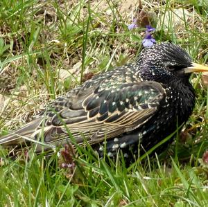 Common Starling