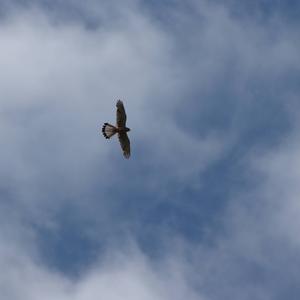 Common Kestrel