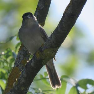 Blackcap