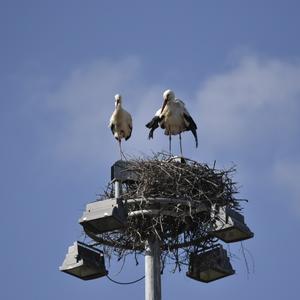 White Stork