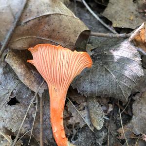 Chanterelle, Common