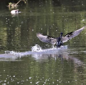 Great Cormorant