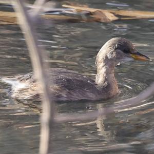 Little Grebe