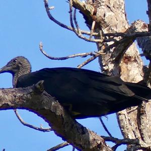 Black Vulture