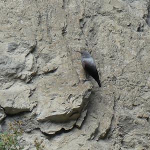 Wallcreeper