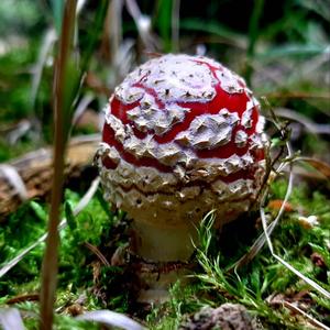 Fly Agaric