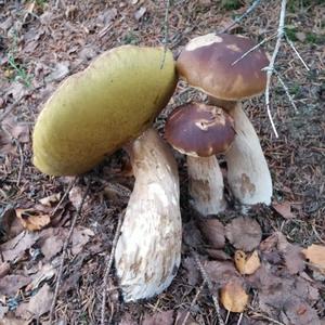 King Bolete