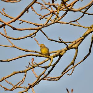 European Greenfinch